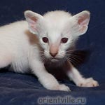 Сиамский котенок