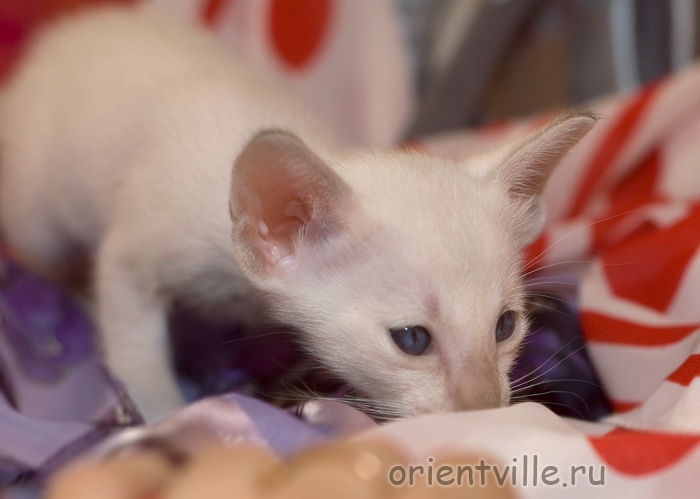 Сиамский котенок