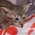 Ориентальный котенок