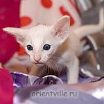 Ориентальный белый котенок