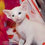 Ориентальный белый котенок