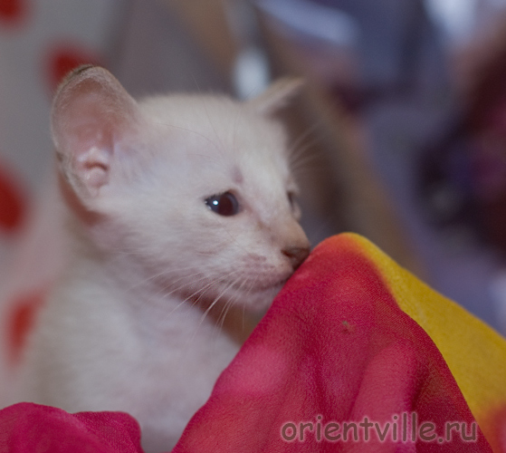 Сиамский котятенок