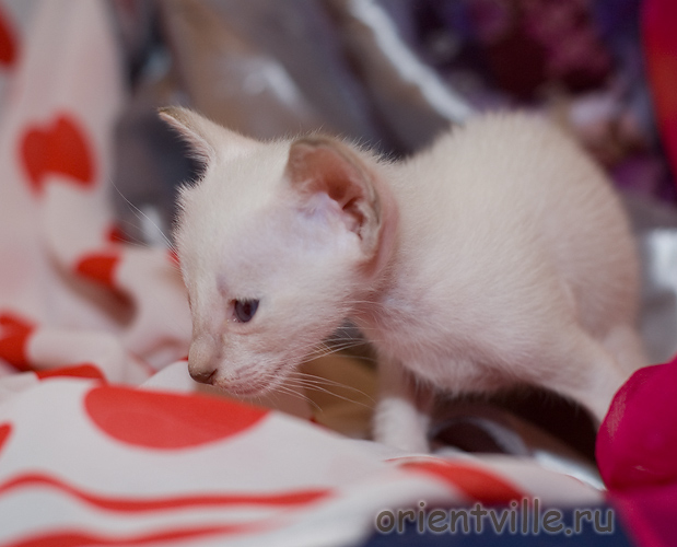 Сиамский котенок