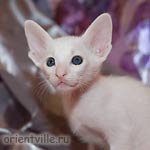 Orientville's Dunstun Torn