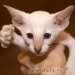 Сиамский котенок