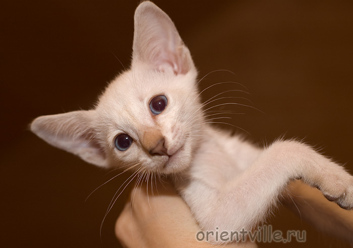 Сиамский кот