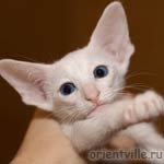 Orientville's Dolly Levi