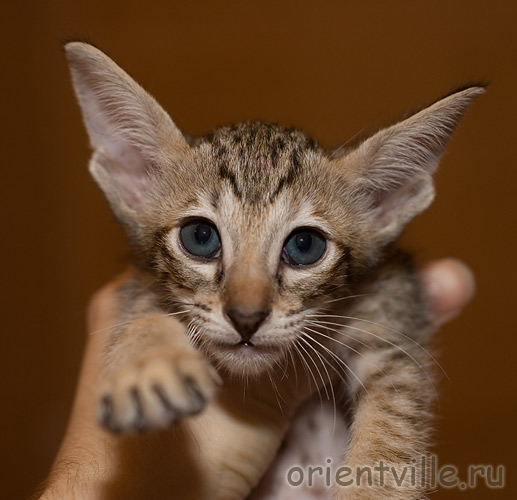 Orientville's Dulsineya