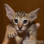 Orientville's Dulsineya