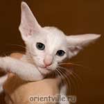 Ориентальный белый котенок