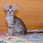 Orientville's Diva Plavalaguna