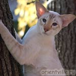 Orientville's Akela