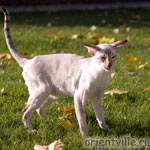 Orientville's Akela