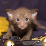 Ориентальный шоколадный котенок. Гавана