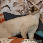 Сиамский кот, 1,5 года