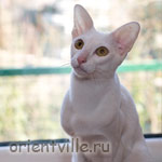Orientville's Belinda Maze. 1 год