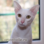 Orientville's Belinda Maze. 1 год