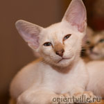 Сиамский котенок