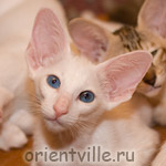Orientville's Dolly Levi