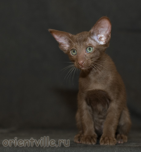 Orientville's Eve