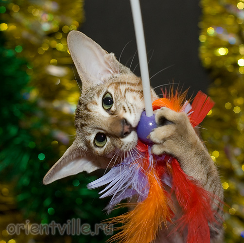 Orientville's Diva Plavalaguna