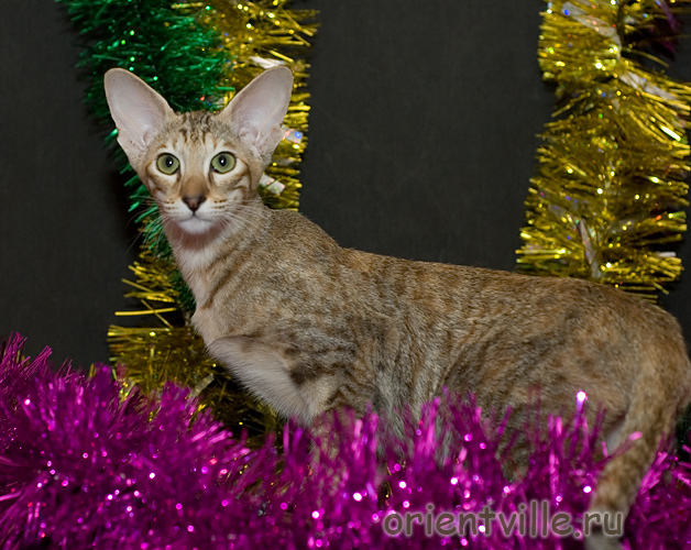 Orientville's Diva Plavalaguna