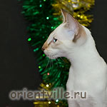 Сиамский котенок