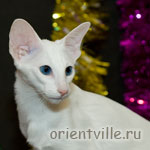 Ориентальный белый котенок