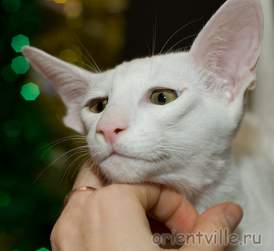 Orientville's Dunstun Torn