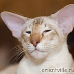 Orientville's Akela