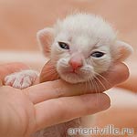 Скрытый черепашкин