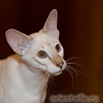 Сиамский котенок