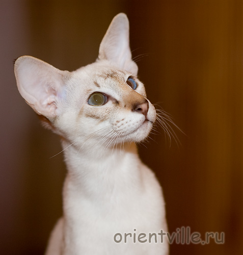 Боня, 7 мес