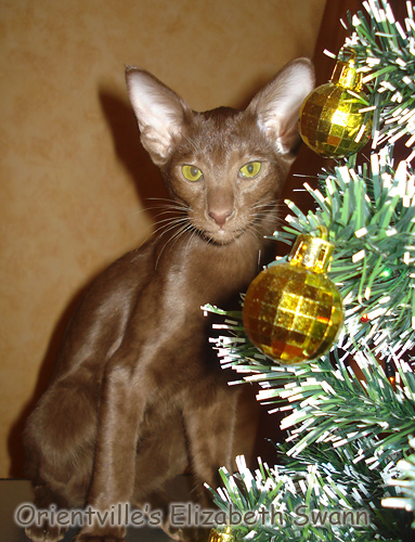 Лиза