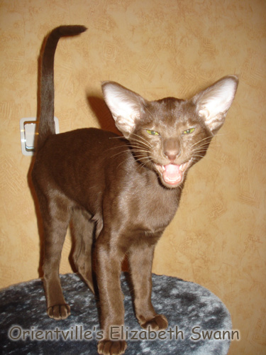Лиза