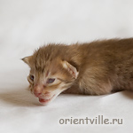 Ориентальный котенок