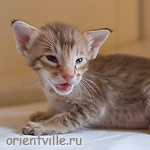 Orientville's Figaro
