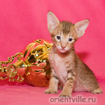 Orientville's Figaro
