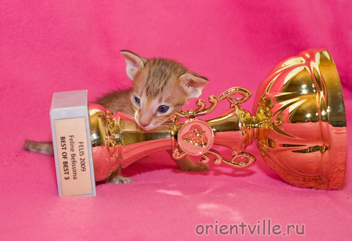 Orientville's Fiona Princess