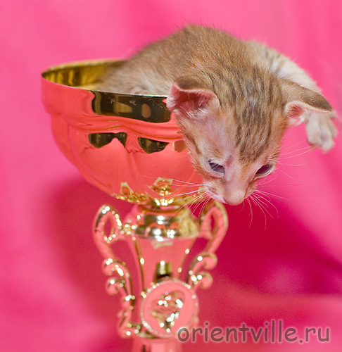 Фионе 1 месяц