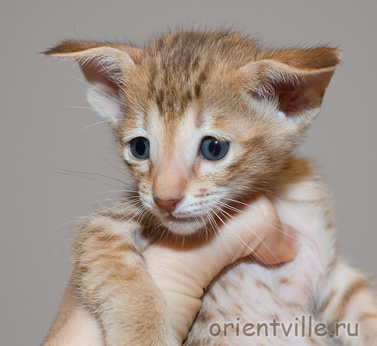 Orientville's Fiona Princess