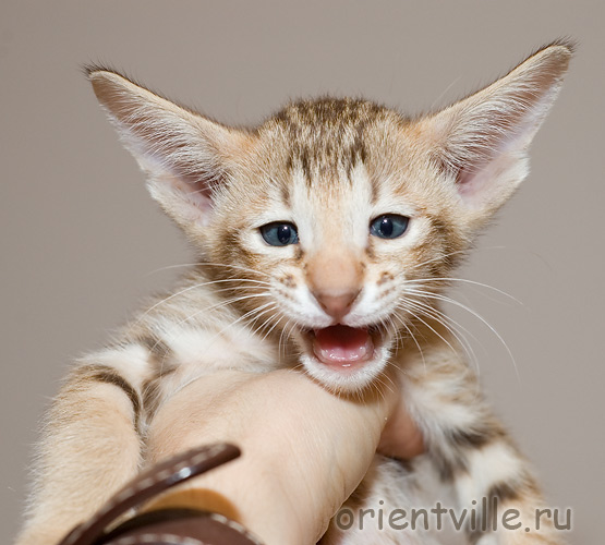 Ориентальный котенок. Фигаро