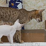 Ориентвиль. Мама с ребенком