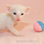 Ориентальный котенок 21 день