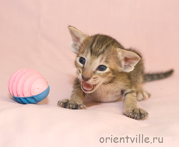 Orientville's Gabrielle