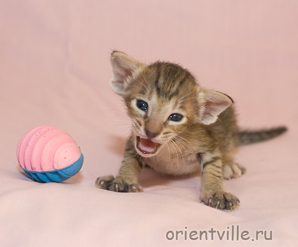 Orientville's Gabrielle