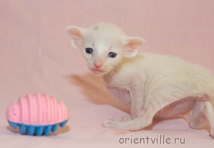 Orientville's Gerda