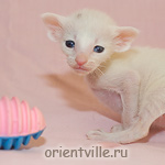 Orientville's Gerda