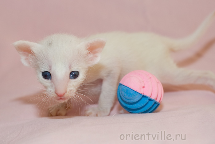 Orientville's Gerda