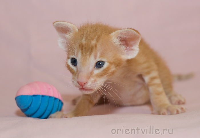 Orientville's Guy Montag